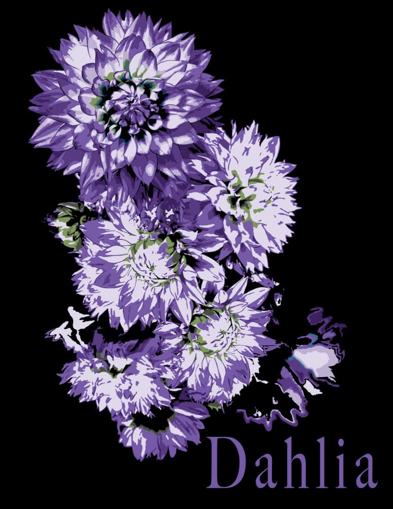 Vibrant Purple Dahlias by Michele Frechette — canvas wall art