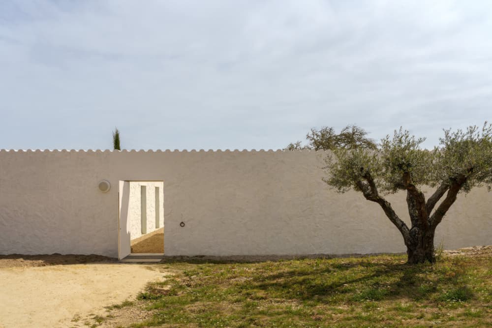 Olive Tree White Entrance by Minorstep — canvas wall art