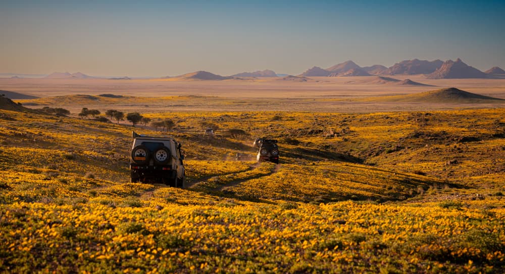 Golden Desert Journey by Silje Wessel Pettersen — canvas wall art
