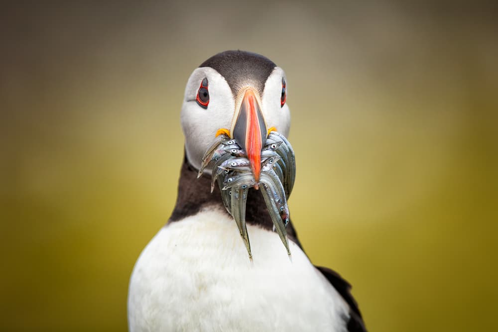 Puffin's Fresh Catch by fegari — canvas wall art