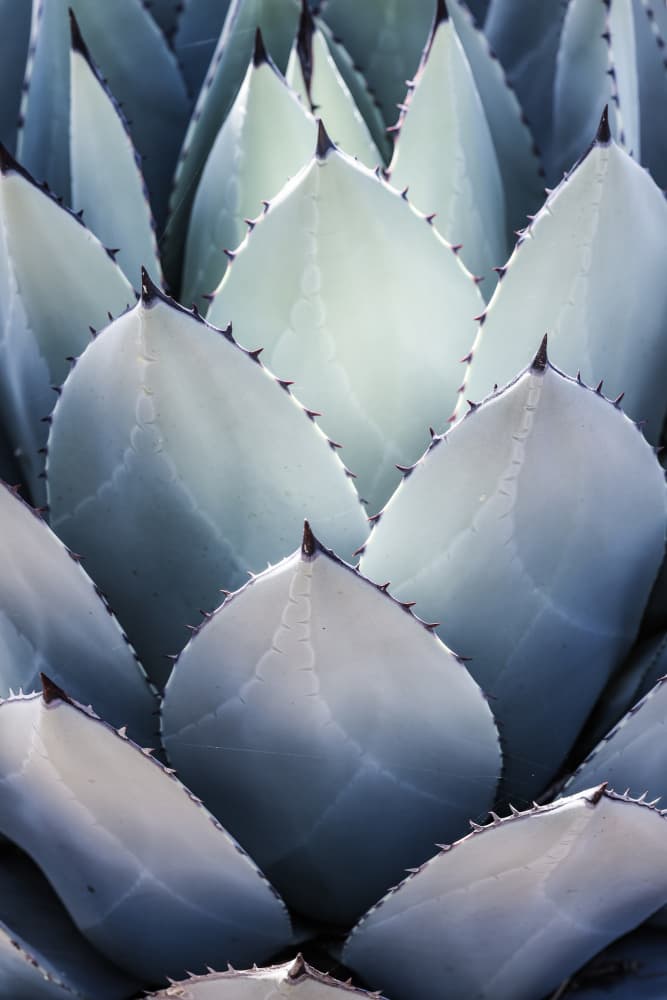 Agave Geometry by Shot by Clint — canvas wall art
