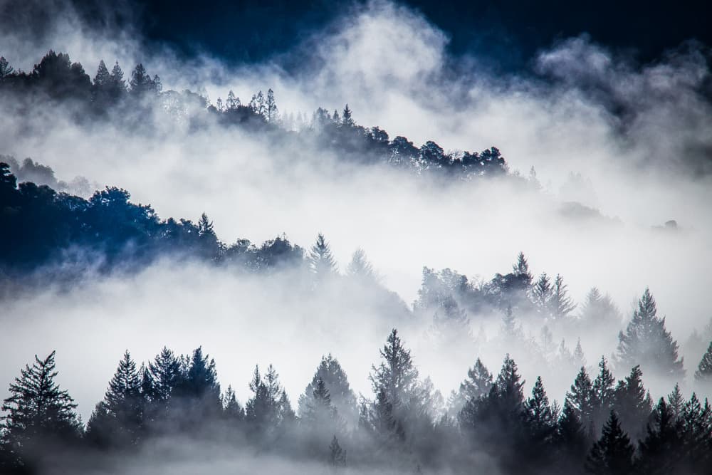 Misty Forest Serenity by Volkhard Sturzbecher — canvas wall art