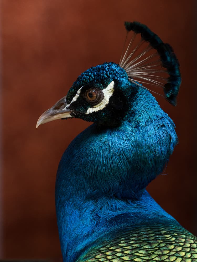 Majestic Blue Peacock by Patrick Dessureault — canvas wall art