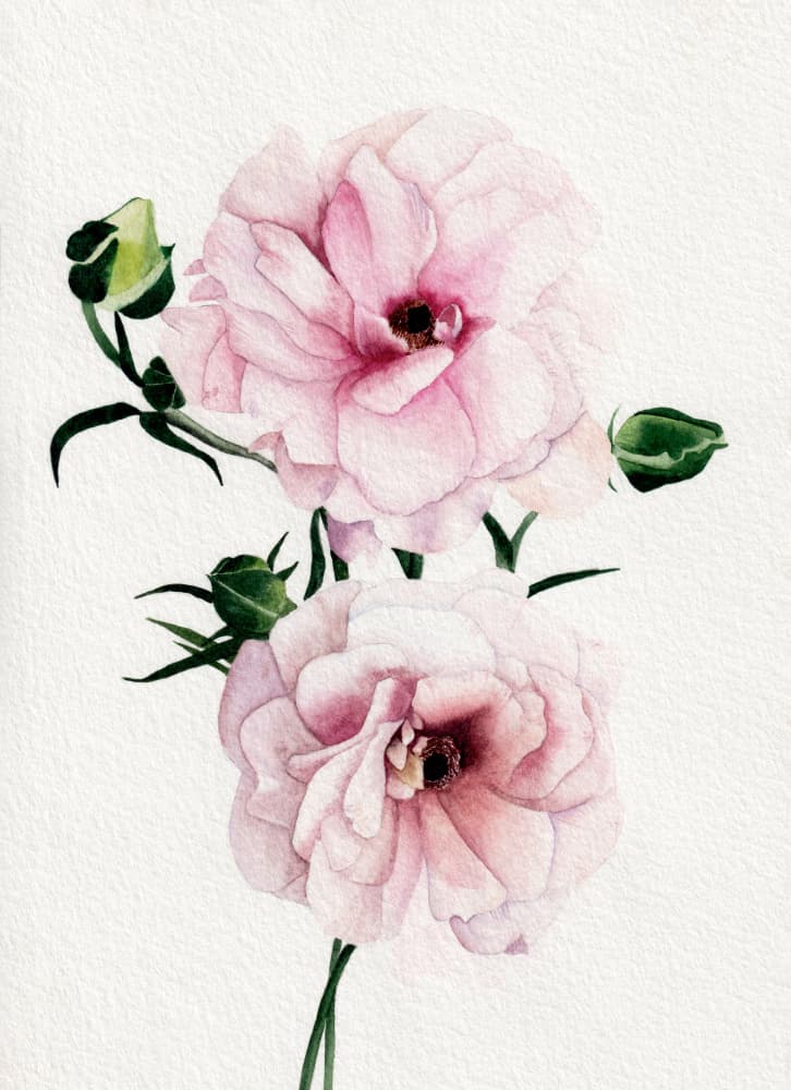 Pink Watercolor Blooms by Salome — canvas wall art