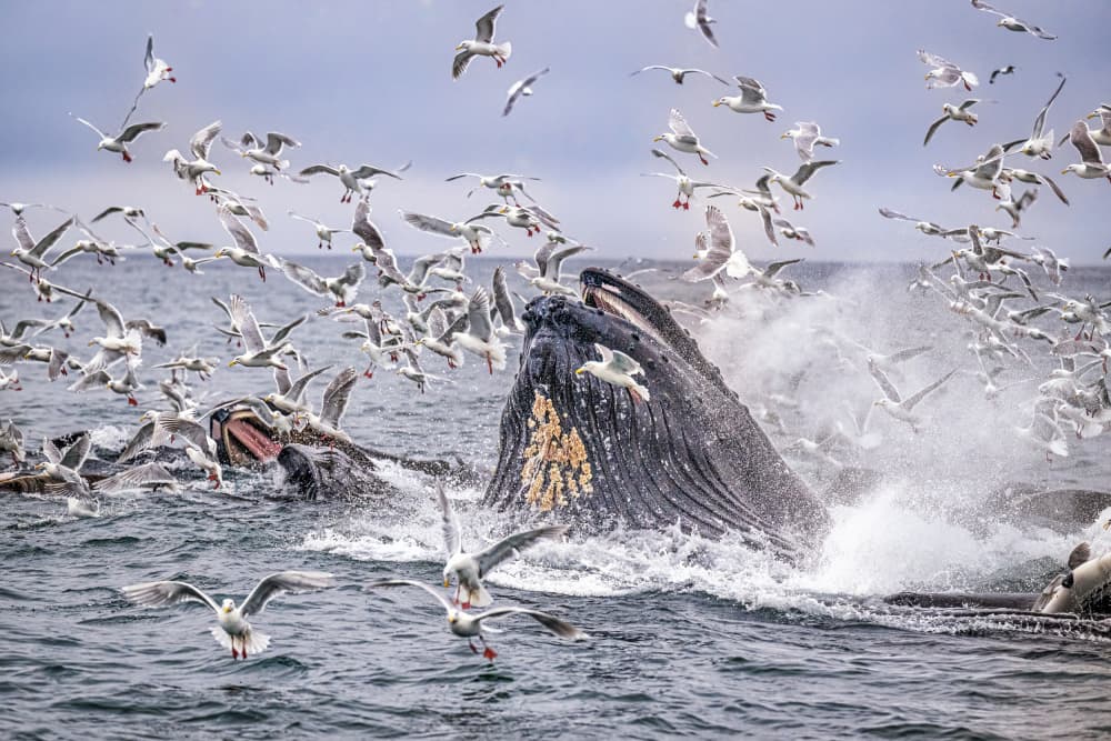 Whale Feeding Frenzy by Jeffrey C. Sink — canvas wall art