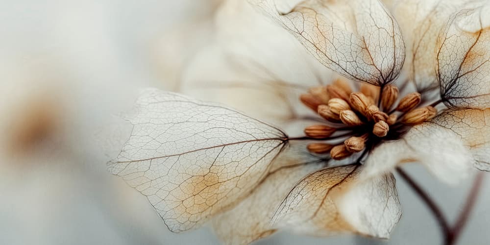 Bloommemoryno04 by Treechild — canvas wall art