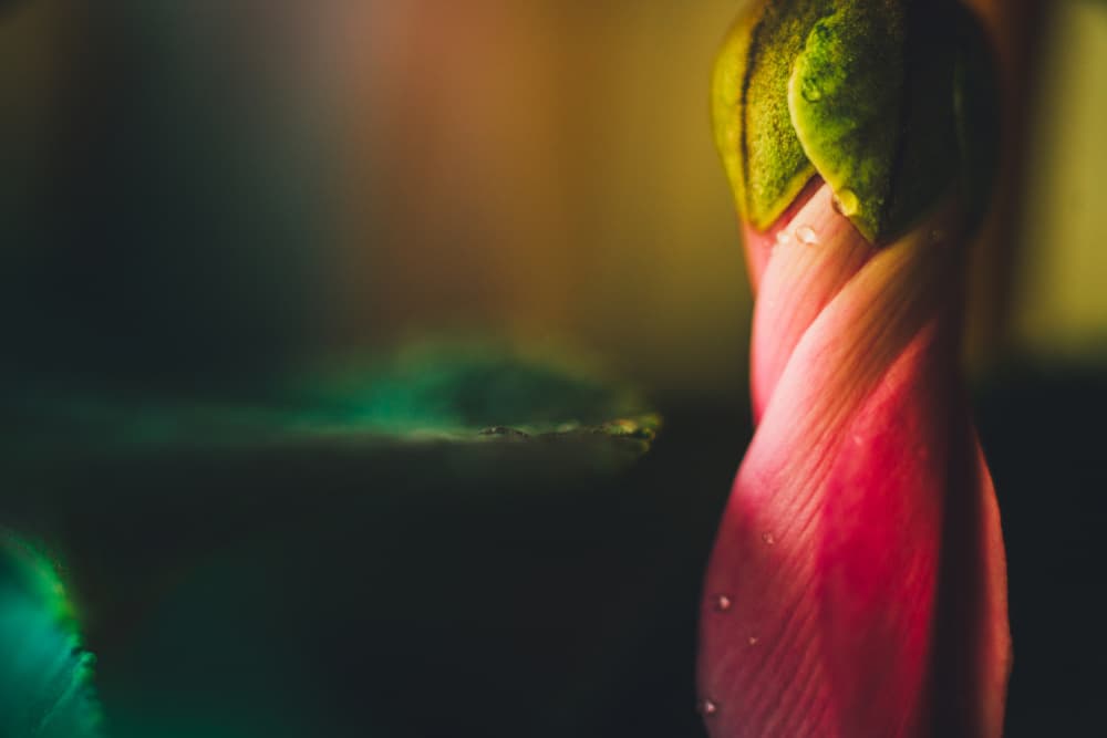 Dewy Pink Bud by Javier Pardina — canvas wall art