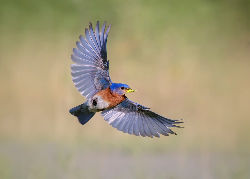 Bluebird in Flight by Rob Li — canvas wall art