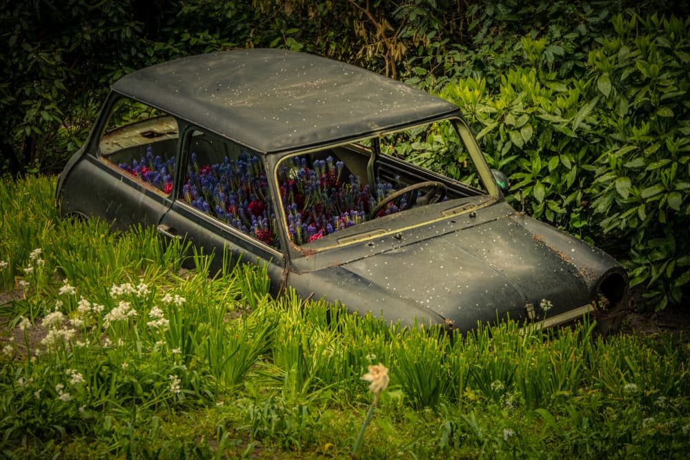 Vintage Car Blooms by Bernardine de Laat — canvas wall art