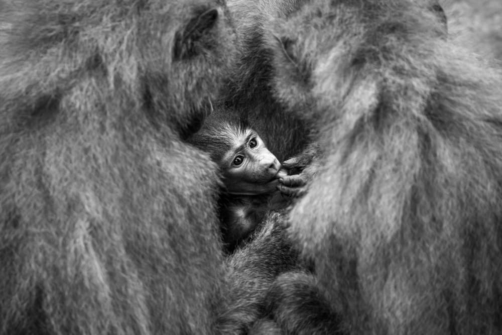 Protected Baby Baboon by Sergio Saavedra Ruiz — canvas wall art
