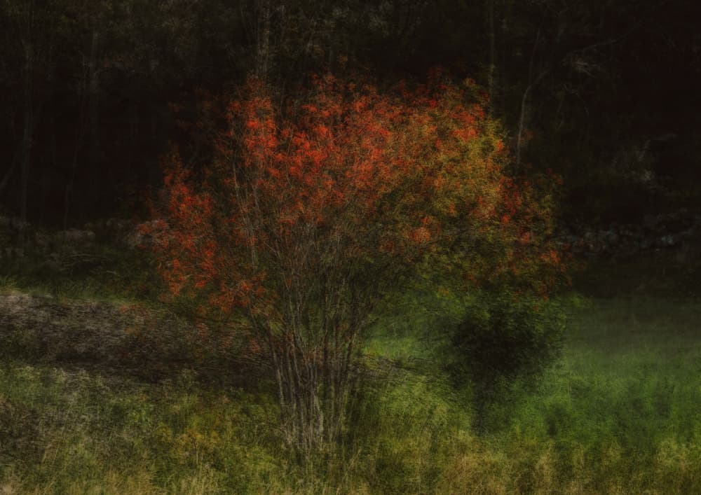 Vibrant Autumn Bush by Katarina Holmström — canvas wall art