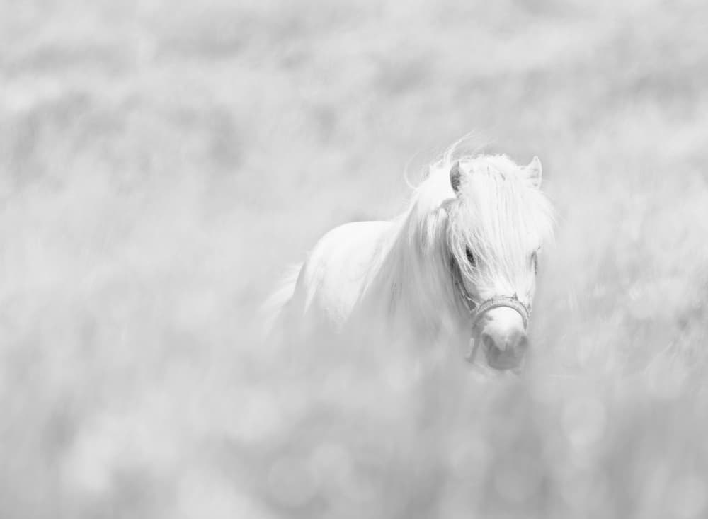 Dreamy White Pony by Oles Paritskiy — canvas wall art