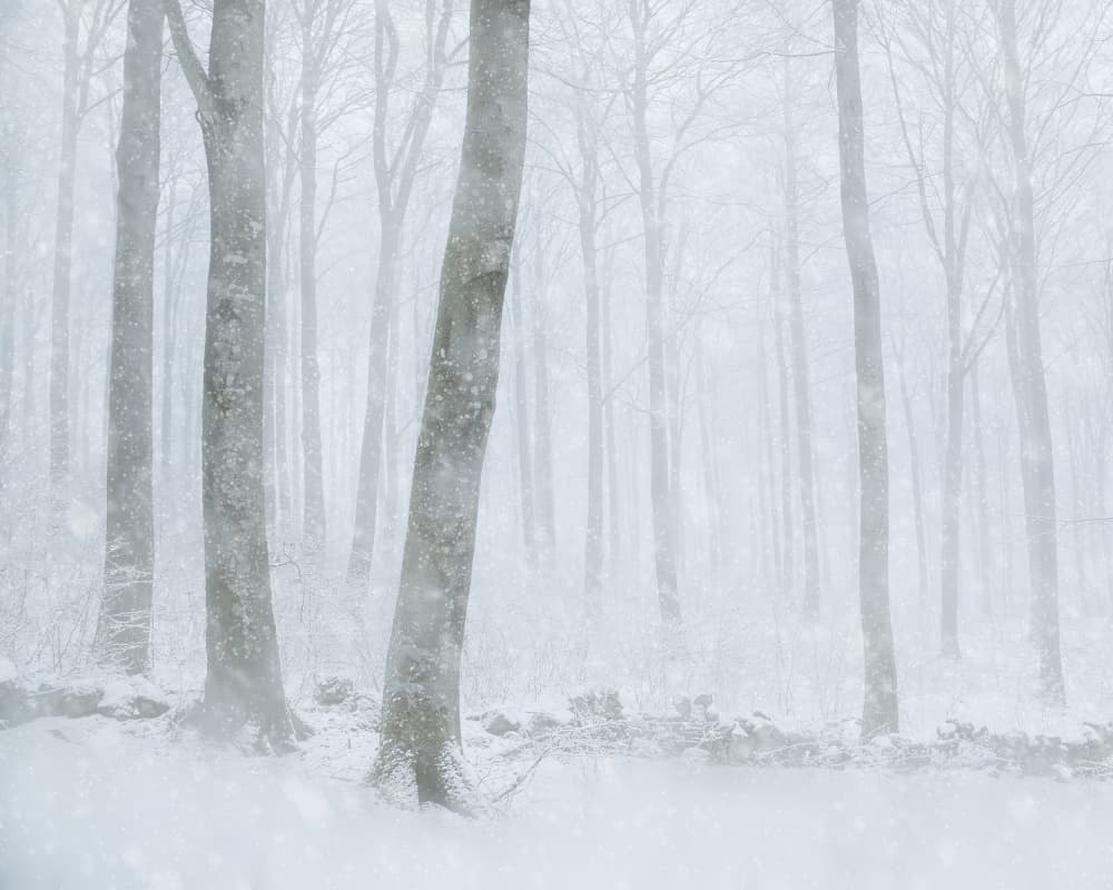 Winter Snowfall Forest by Gustav Davidsson — canvas wall art