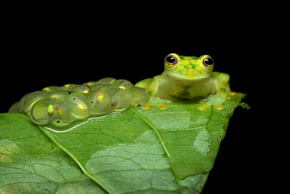 Glass Frog and Eggs by Milan Zygmunt — canvas wall art
