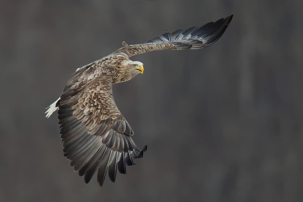 Soaring White-Tailed Eagle by C.S. Tjandra — canvas wall art