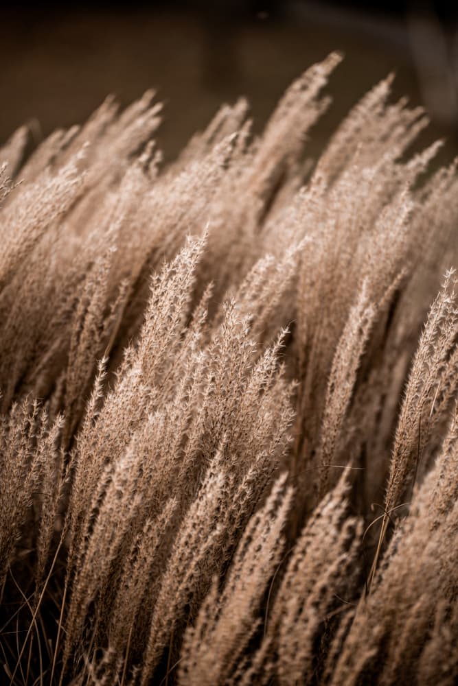 Grass 16 by Mareike Böhmer — canvas wall art