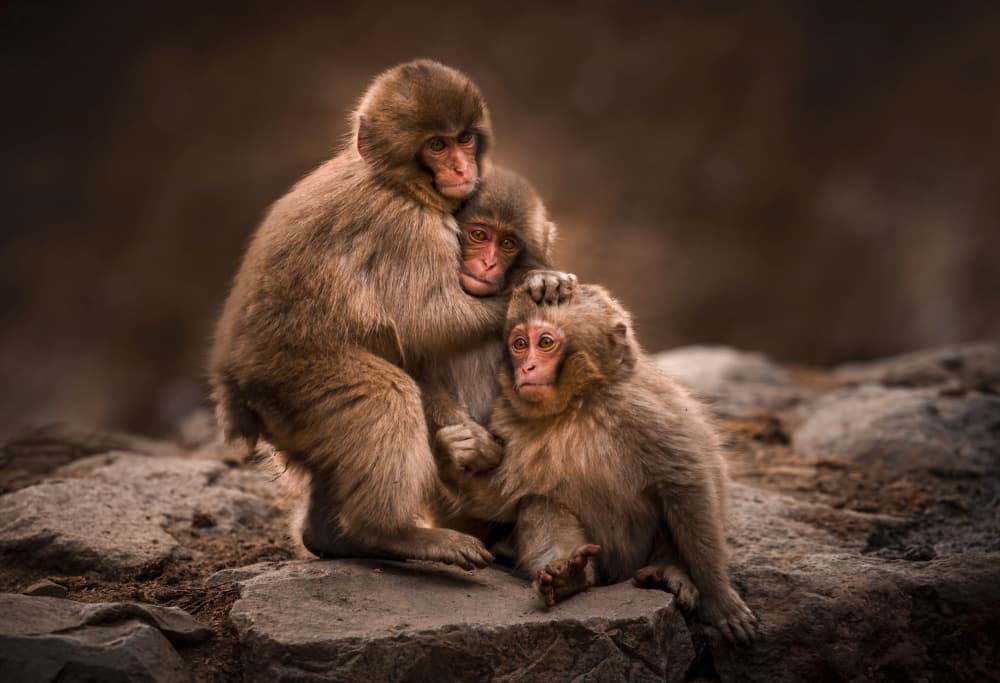 Monkey Family Embrace by Joanna W — canvas wall art
