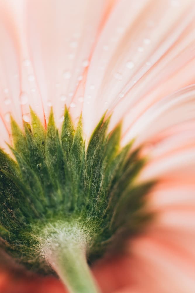 Soft Pink Flower by Javier Pardina — canvas wall art