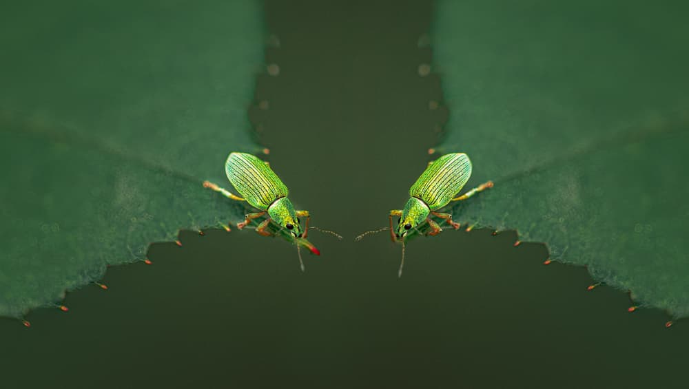 Mirrored Green Beetles by Molly Fu APA — canvas wall art