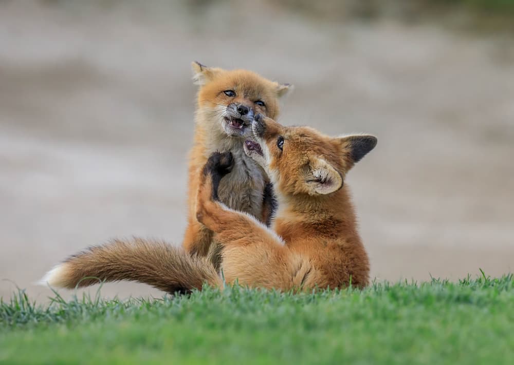Playful Fox Kits by Jenny Qiu — canvas wall art