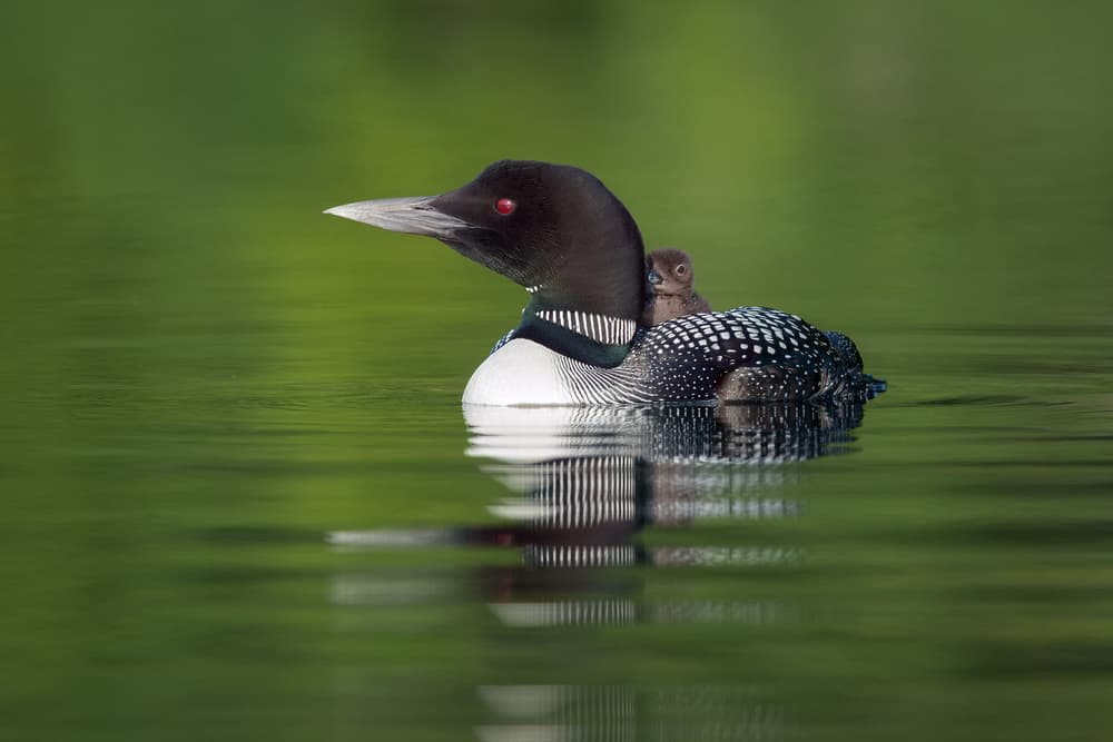 Loon Mother And Baby by Nick Kalathas — canvas wall art