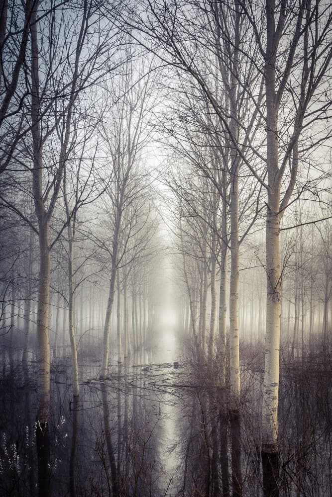 Misty Forest Path by Pamela Doretti — canvas wall art