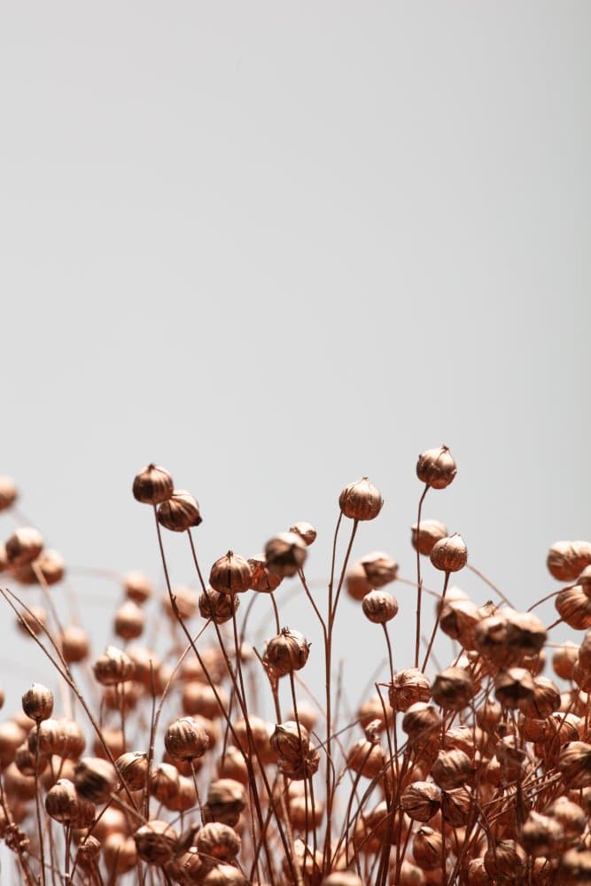 Copper Botanical Pods by Pictufy Studio III — canvas wall art