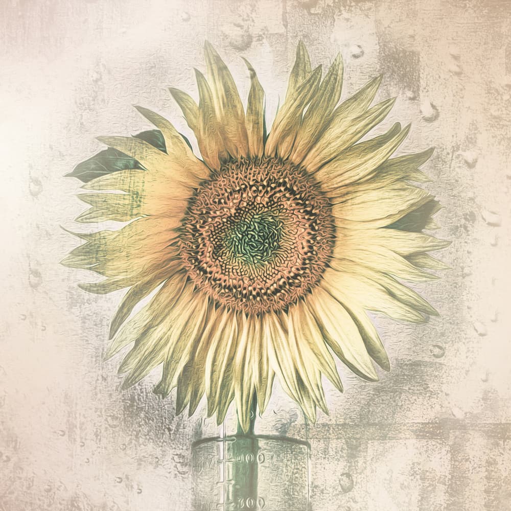 Rustic Sunflower Bloom by Kerstin Kaufmann — canvas wall art