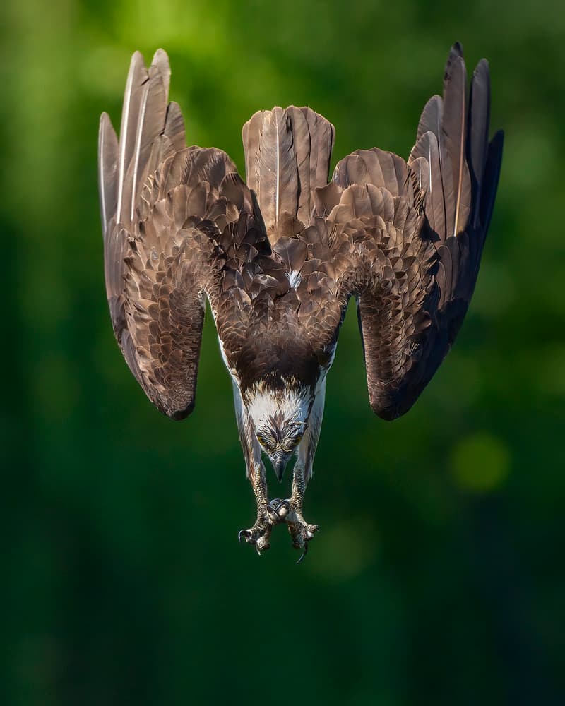 Focused Osprey Dive by Johnny Chen — canvas wall art