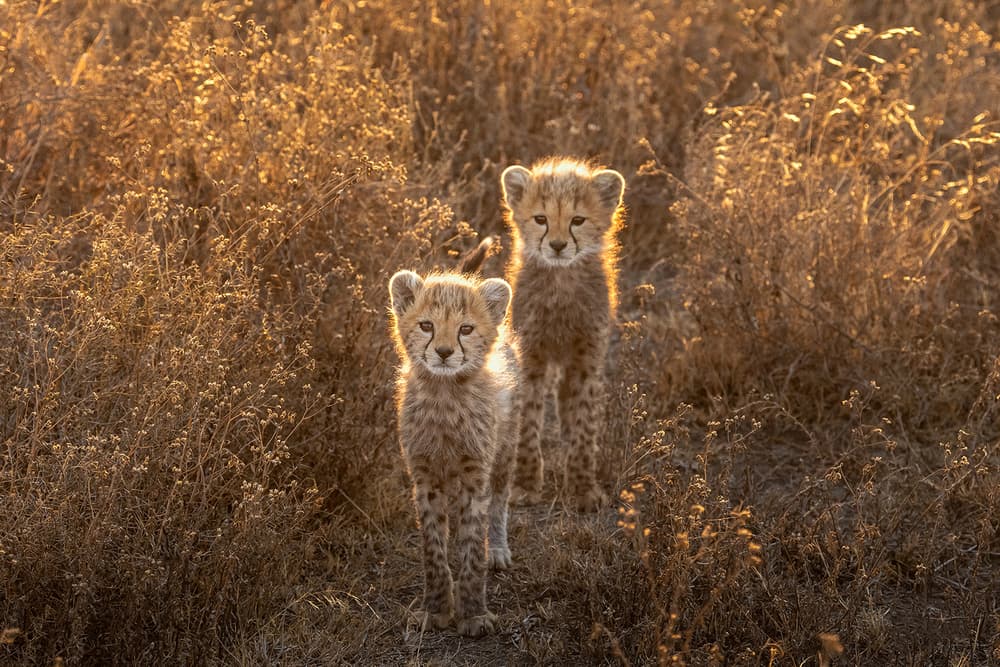 Cheetah Cubs Golden Hour by Hung Tsui — canvas wall art