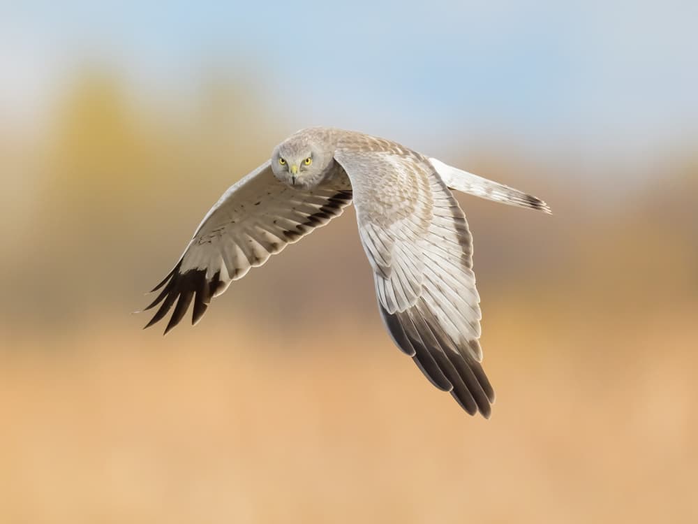 Harrier's Intense Gaze by Moses Wang — canvas wall art