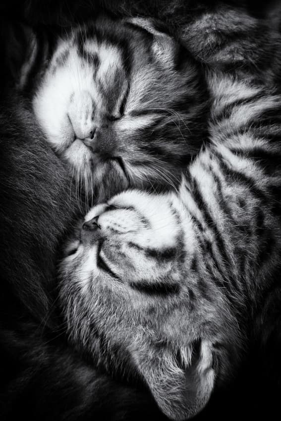 Peaceful Sleeping Kittens by Andrea Jancova — canvas wall art