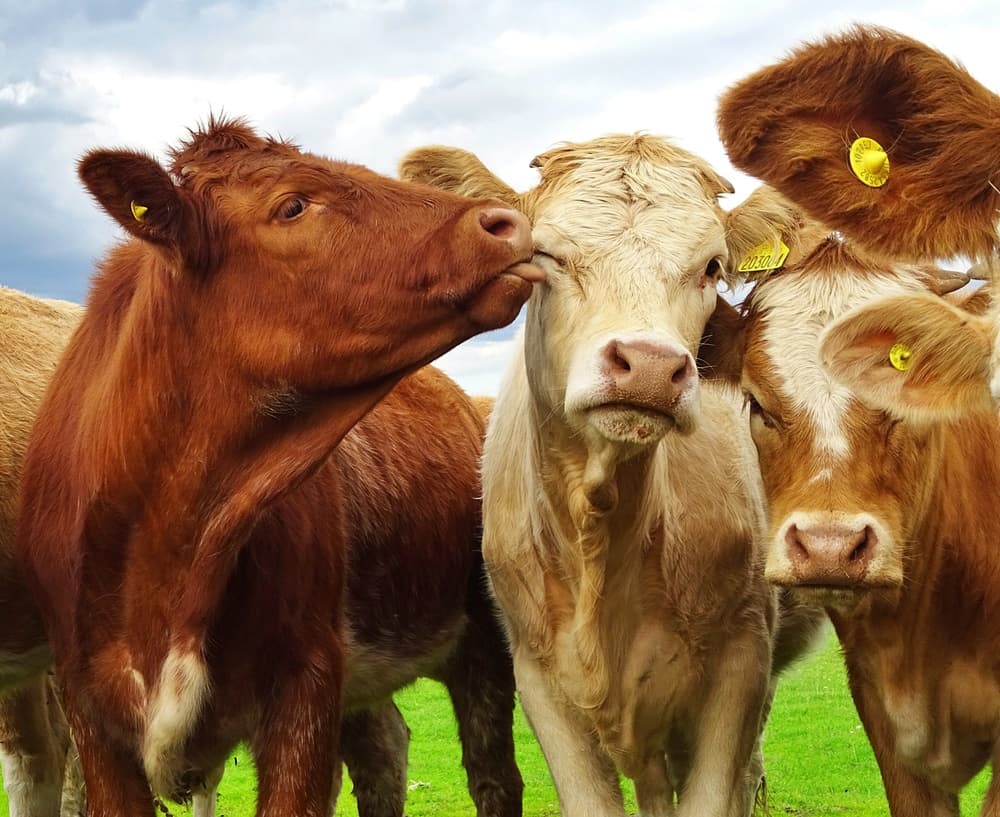 Affectionate Farm Cows by Ray Clark — canvas wall art