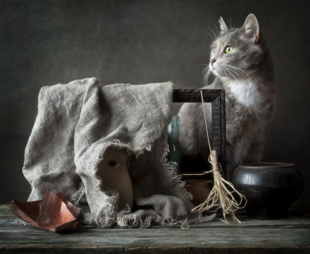 Vintage Still Life Cat by Eleonora Grigorjeva — canvas wall art