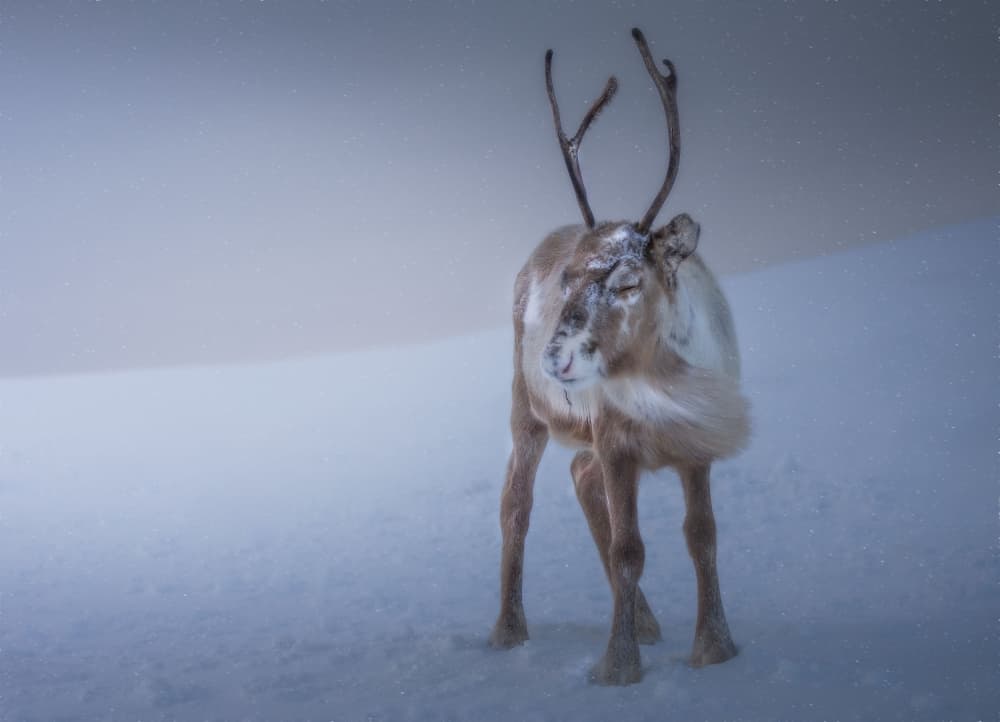 Majestic Winter Reindeer by Giovanni Venier — canvas wall art