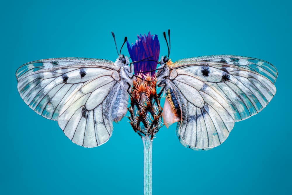 White Butterflies Blue Flower by Mustafa öztürk — canvas wall art