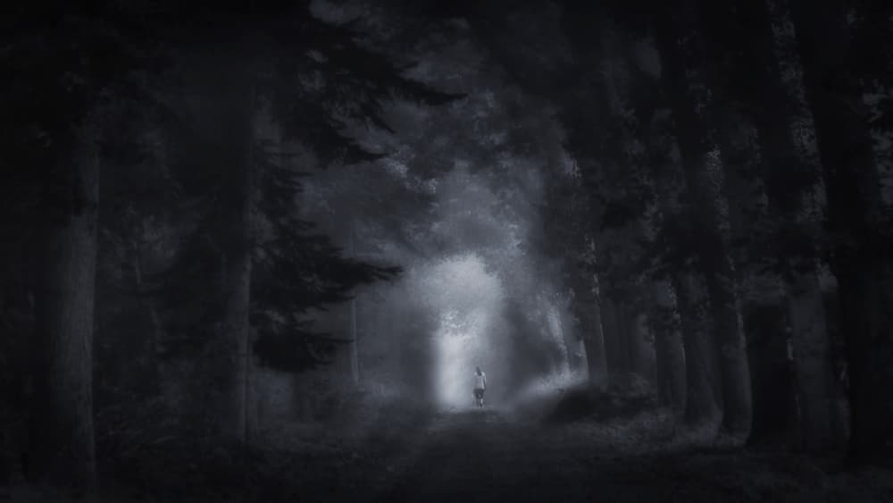 Forest Path To Light by Saskia Dingemans — canvas wall art