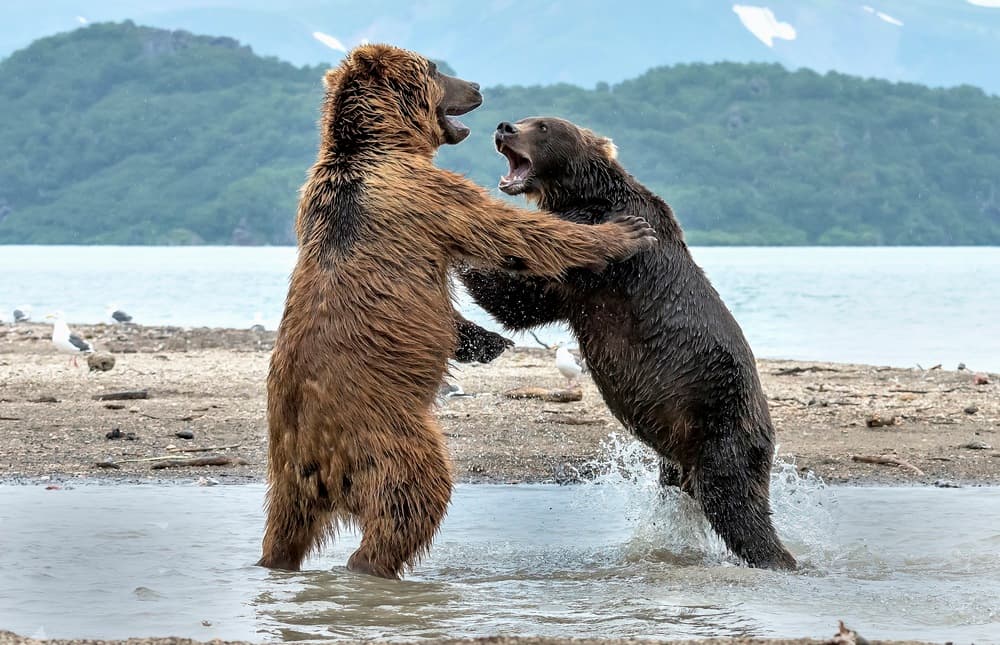 Grizzly Bear Showdown by Giuseppe DAmico — canvas wall art