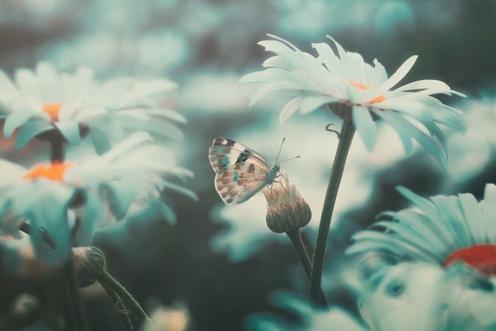 Dreamy Butterfly on Daisy by Sina Pezeshki — canvas wall art