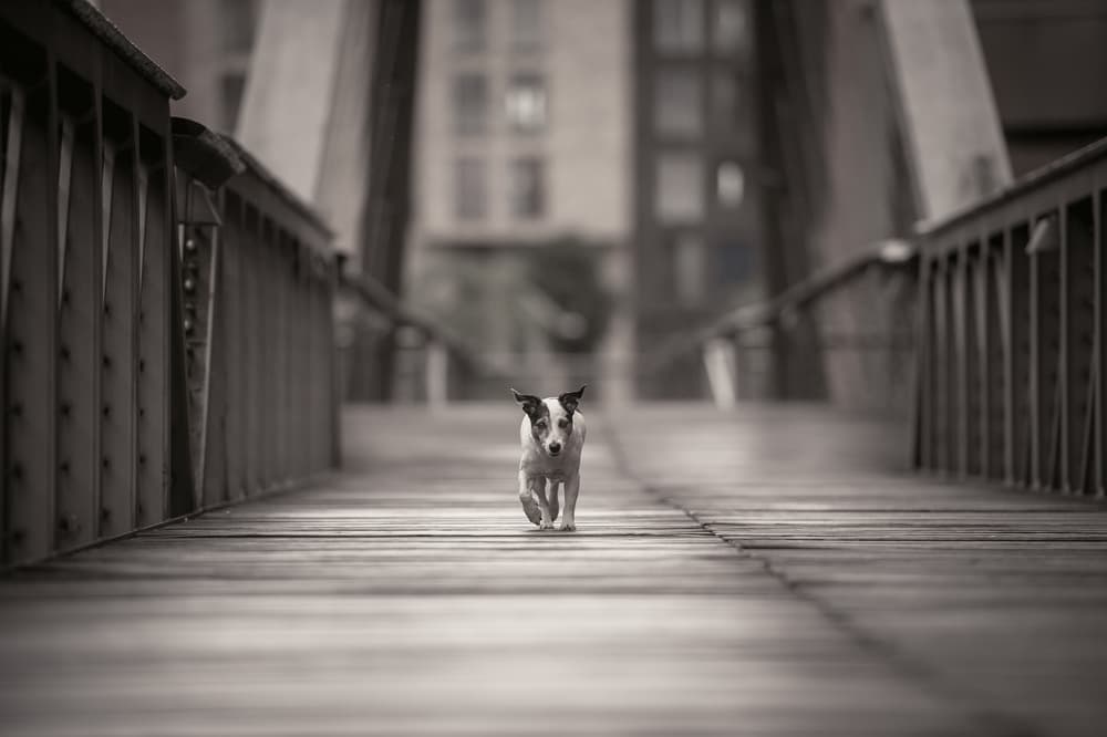 Little Dog on Bridge by Heike Willers — canvas wall art
