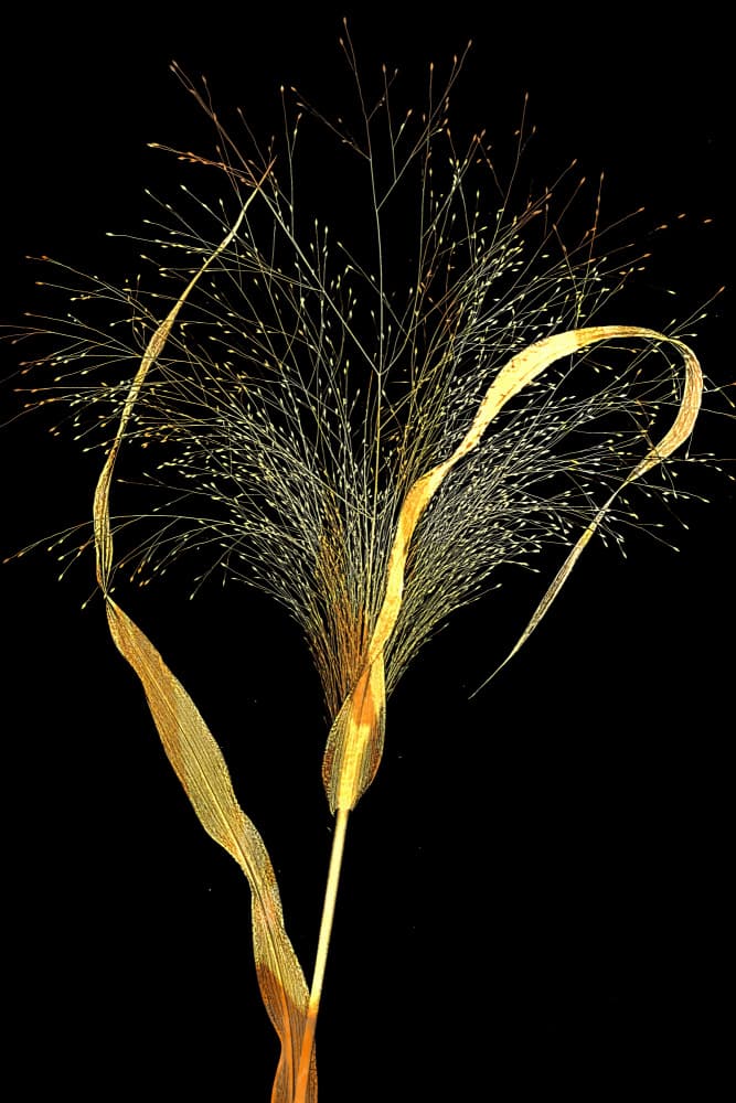 Shimmering Golden Plant by Saskia Dingemans — canvas wall art