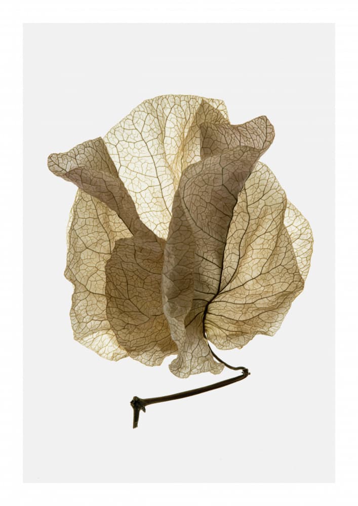 Whispering Petals by Shot by Clint — canvas wall art