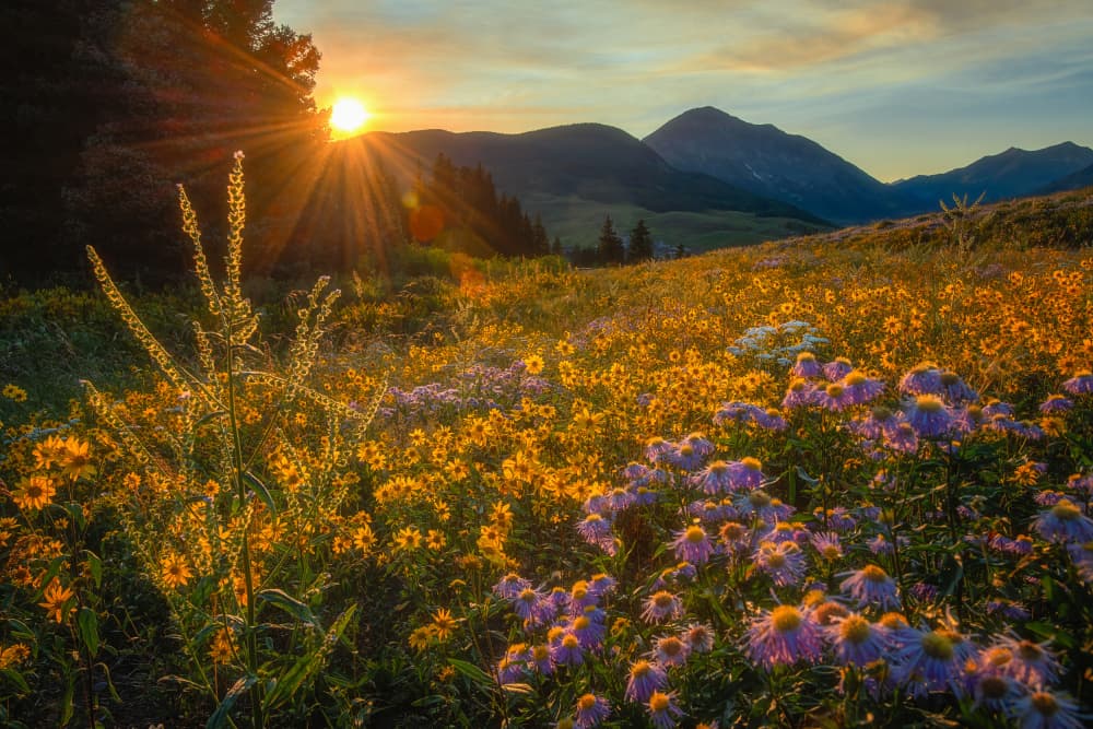 Mountain Wildflower Sunset by Mei Xu — canvas wall art