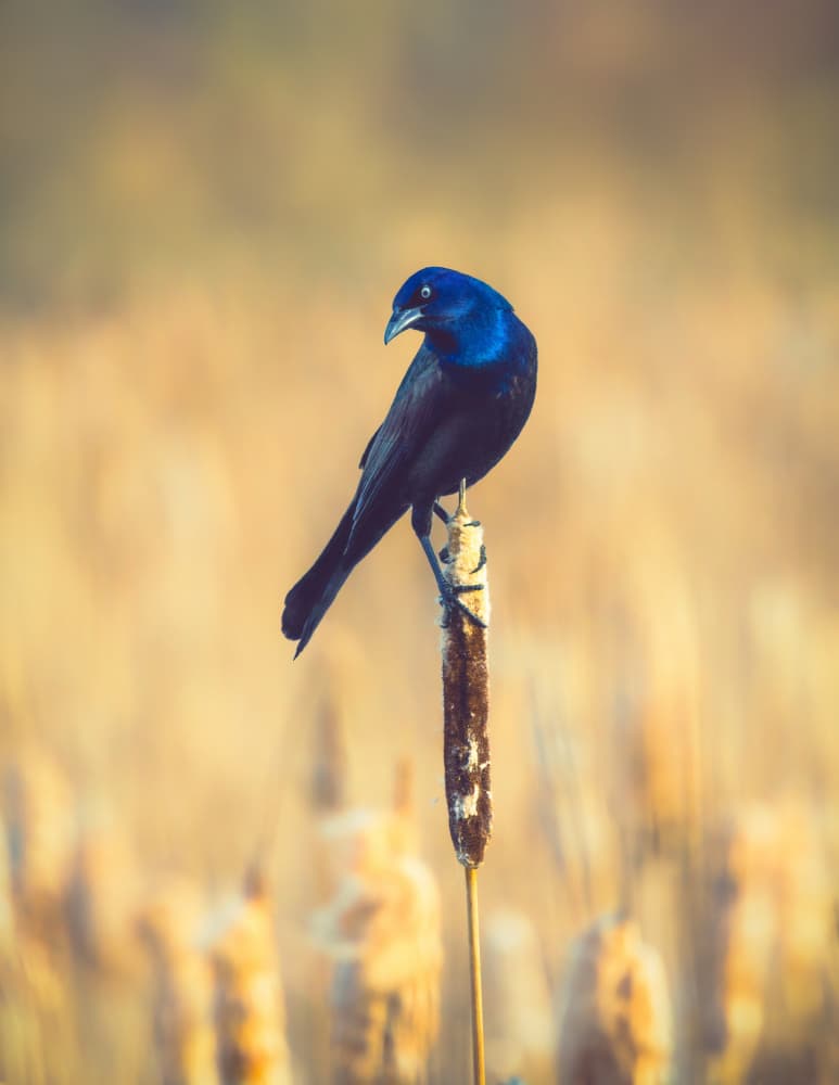 Blackbird On Cattail by Alex Zhao — canvas wall art
