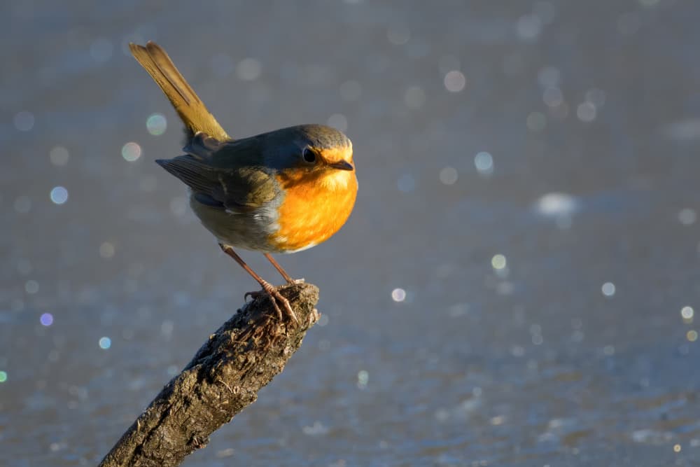 Bright Winter Robin by Marco Galimberti — canvas wall art