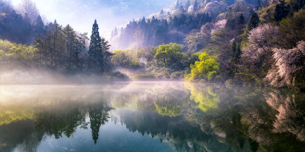 Misty Spring Reflections by Gwangseop Eom — canvas wall art