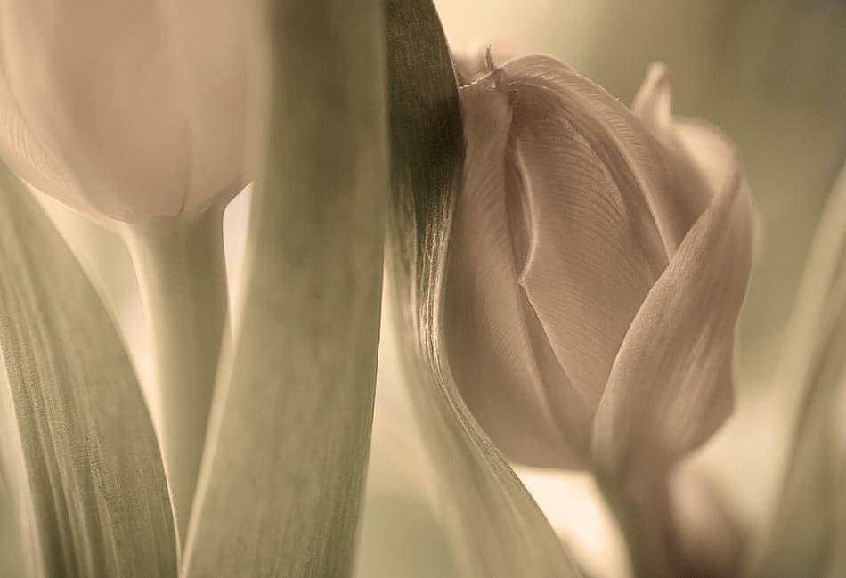 Soft Sepia Tulips by Allan Wallberg — canvas wall art