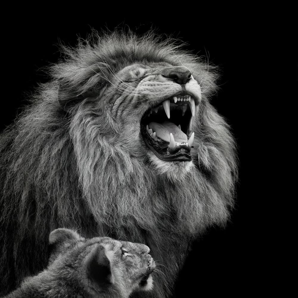 Roaring Lion King by Mathilde Guillemot — canvas wall art