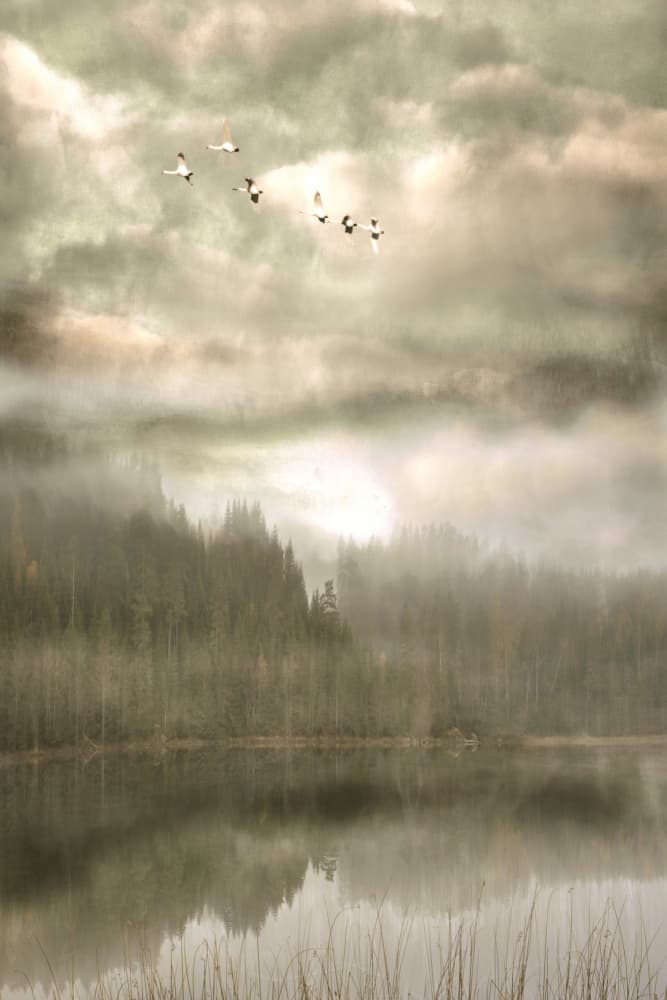Birds Over Misty Lake