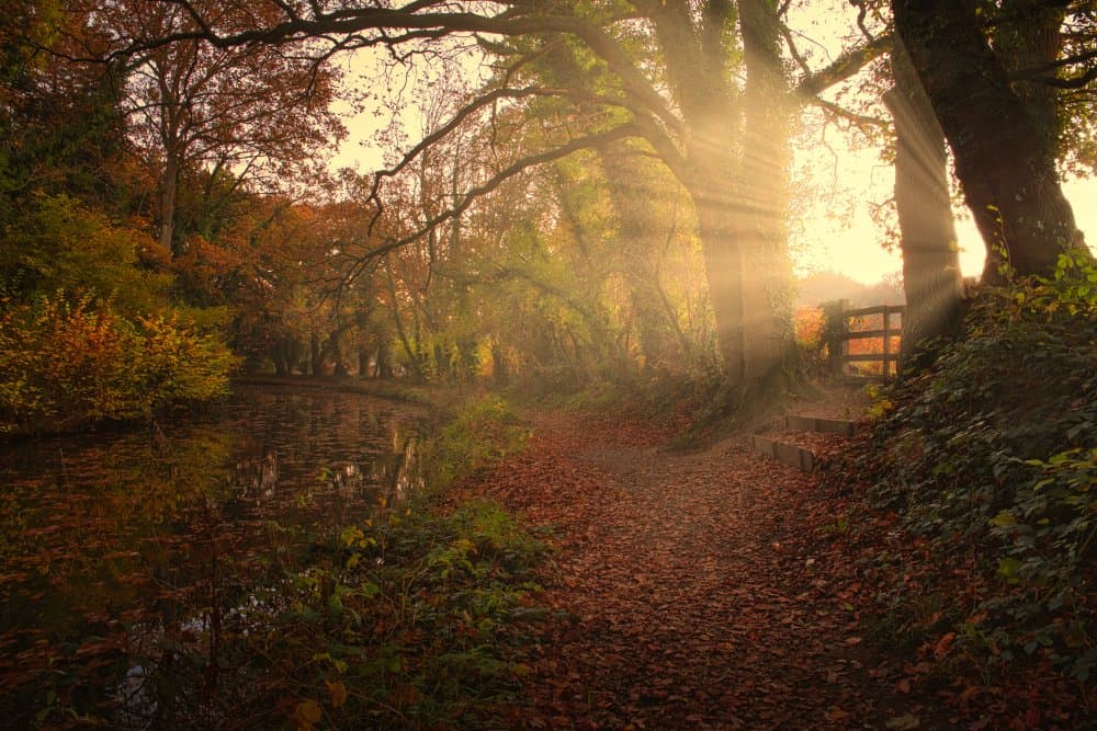 Golden Forest Path by Peter Davidson — canvas wall art